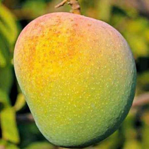 Alphonso Badami mango image A2