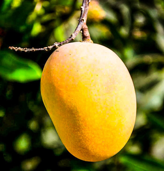 Alphonso Badami mango image A3